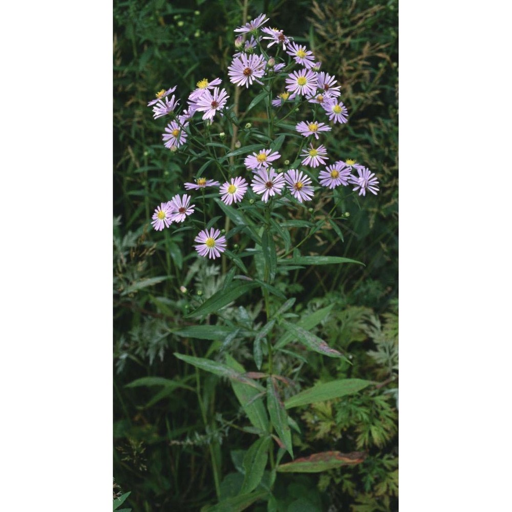 symphyotrichum novi-belgii (l.) g. l. nesom