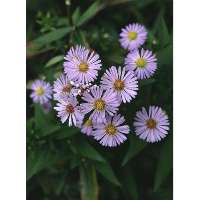 symphyotrichum novi-belgii (l.) g. l. nesom