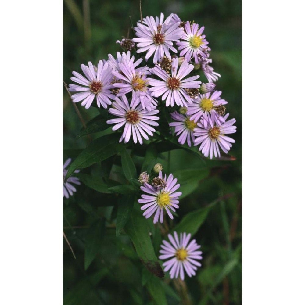 symphyotrichum novi-belgii (l.) g. l. nesom