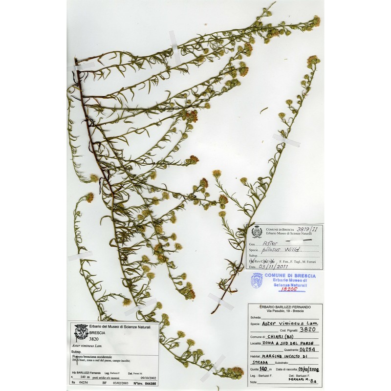 symphyotrichum pilosum (willd.) g. l. nesom