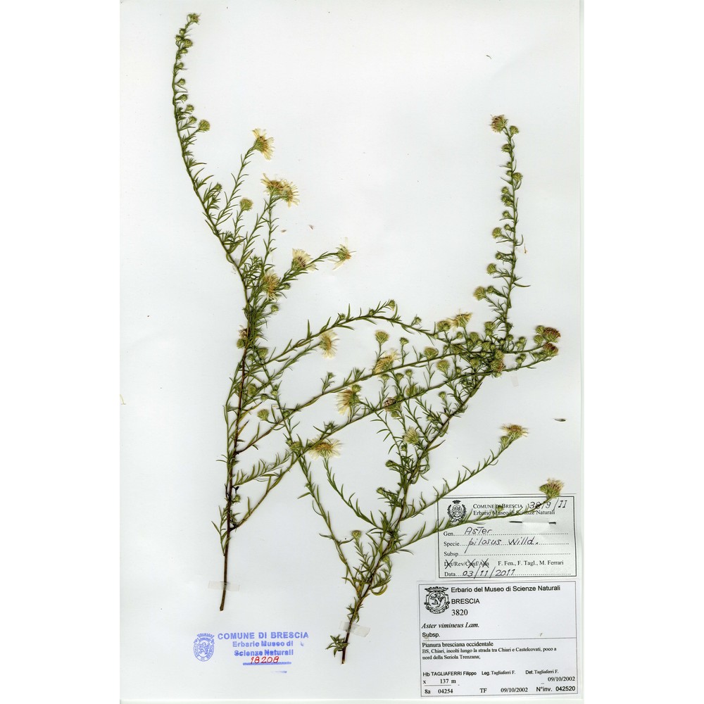 symphyotrichum pilosum (willd.) g. l. nesom