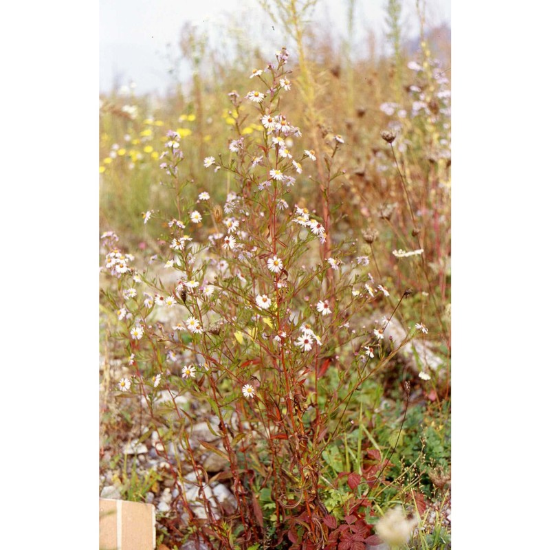 symphyotrichum salignum (willd.) g. l. nesom