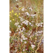 symphyotrichum salignum (willd.) g. l. nesom