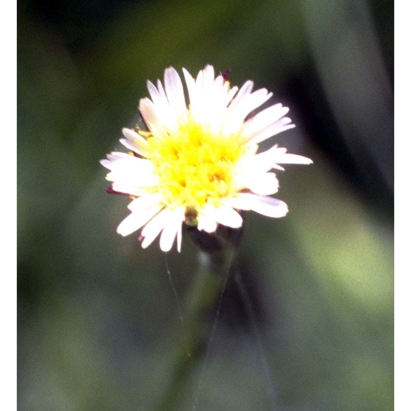 symphyotrichum squamatum (spreng.) g. l. nesom