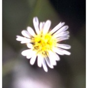 symphyotrichum squamatum (spreng.) g. l. nesom