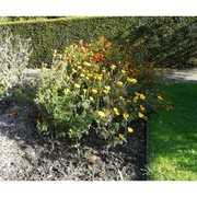 tagetes erecta l.