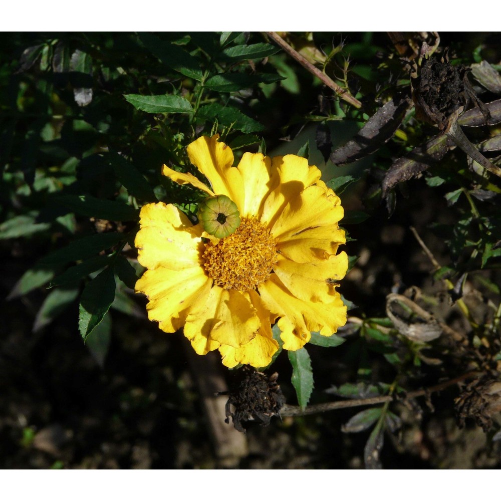 tagetes erecta l.