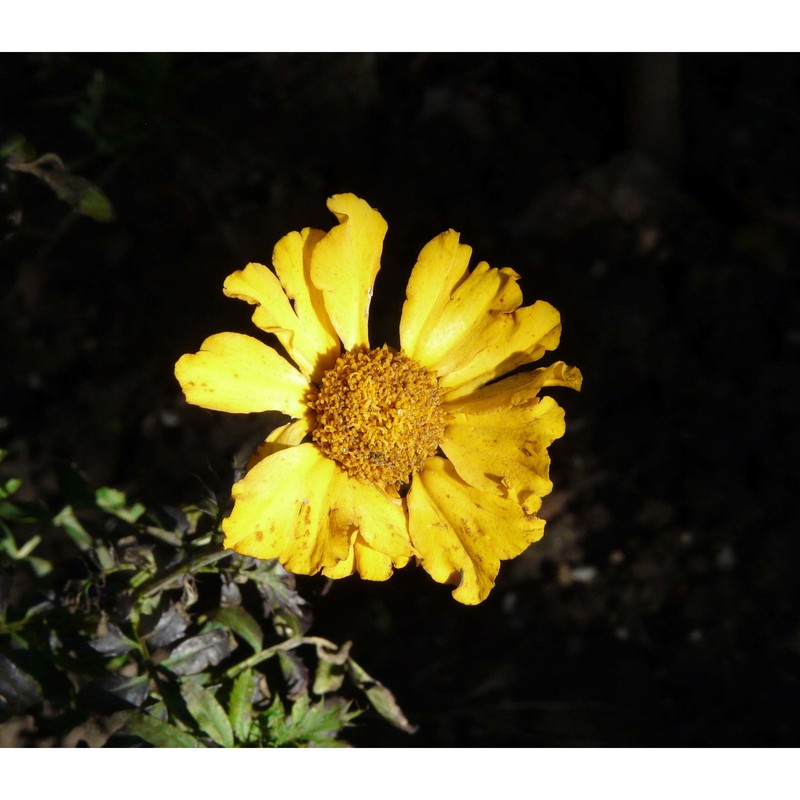 tagetes erecta l.