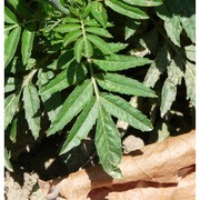 tagetes erecta l.