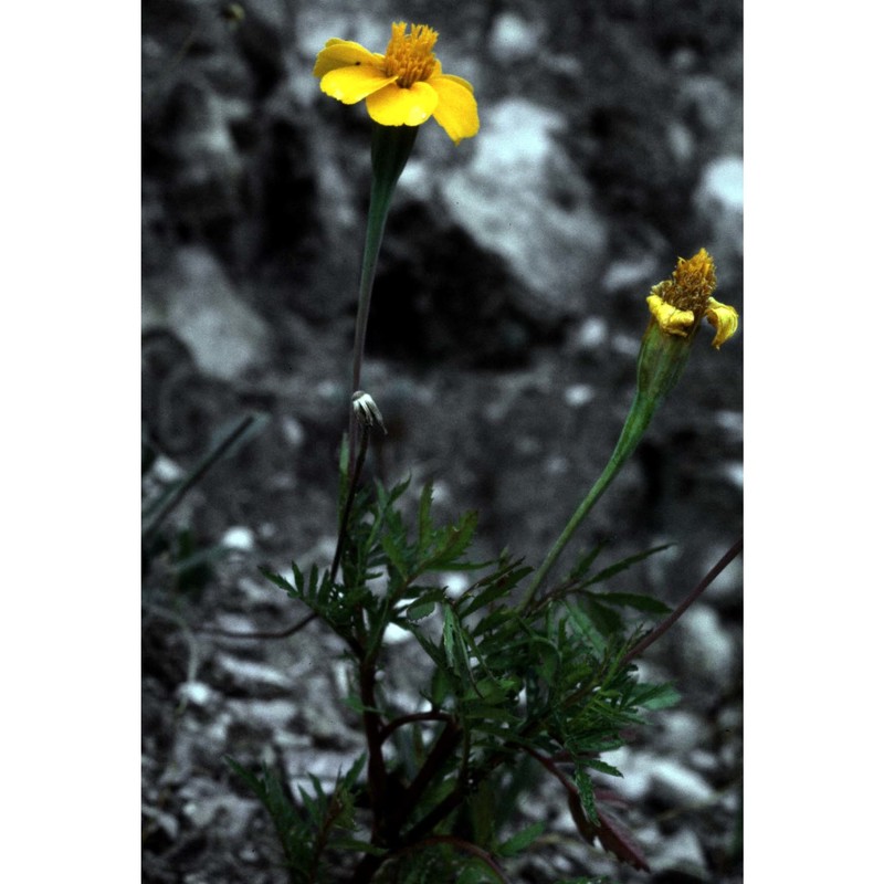 tagetes patula l.