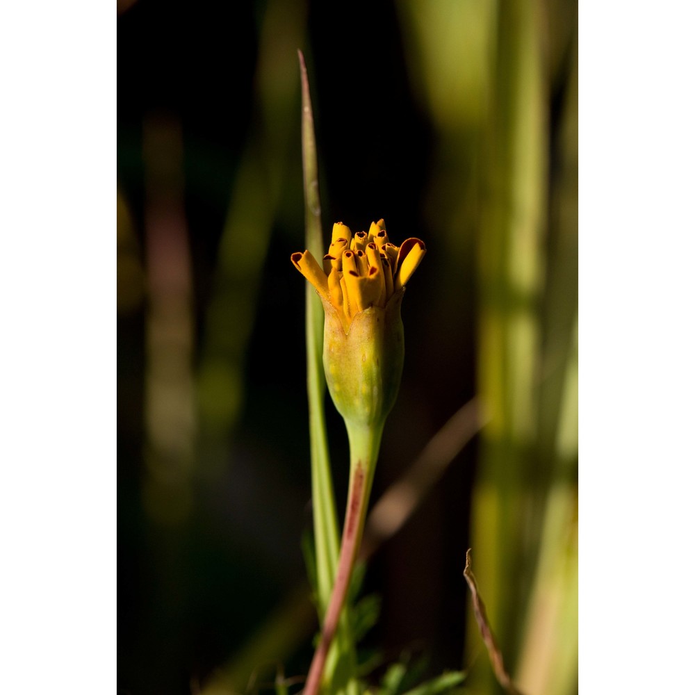 tagetes patula l.