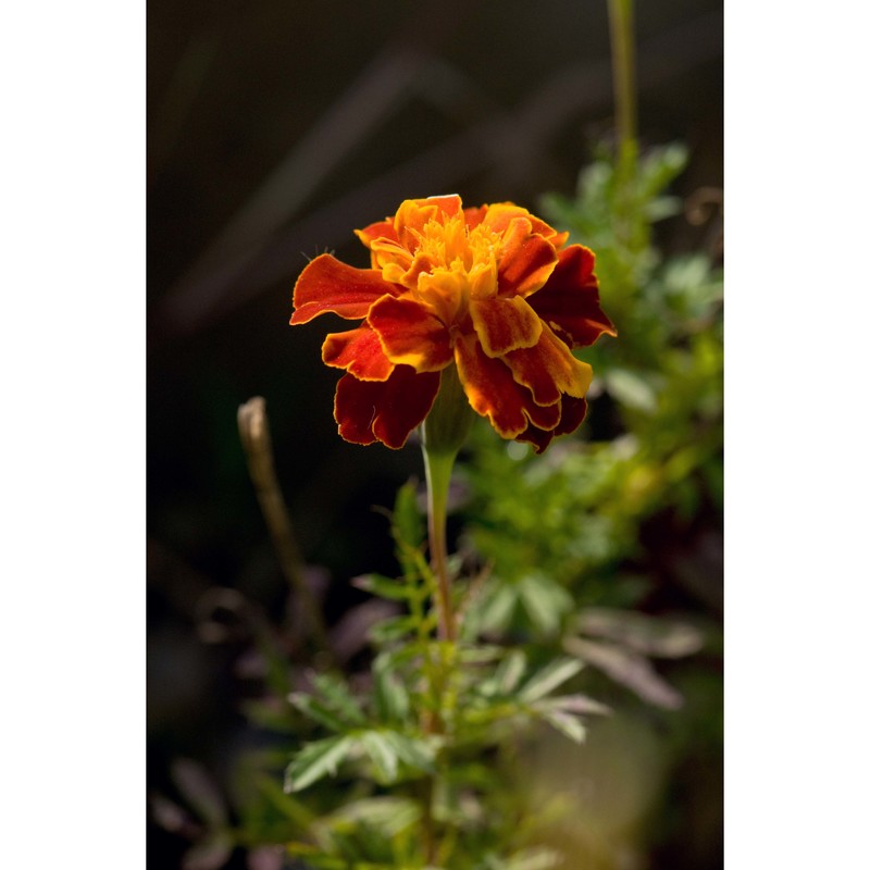 tagetes patula l.