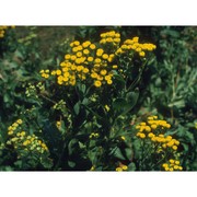 tanacetum balsamita l.