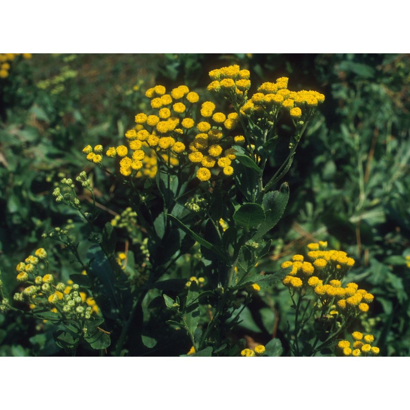 tanacetum balsamita l.