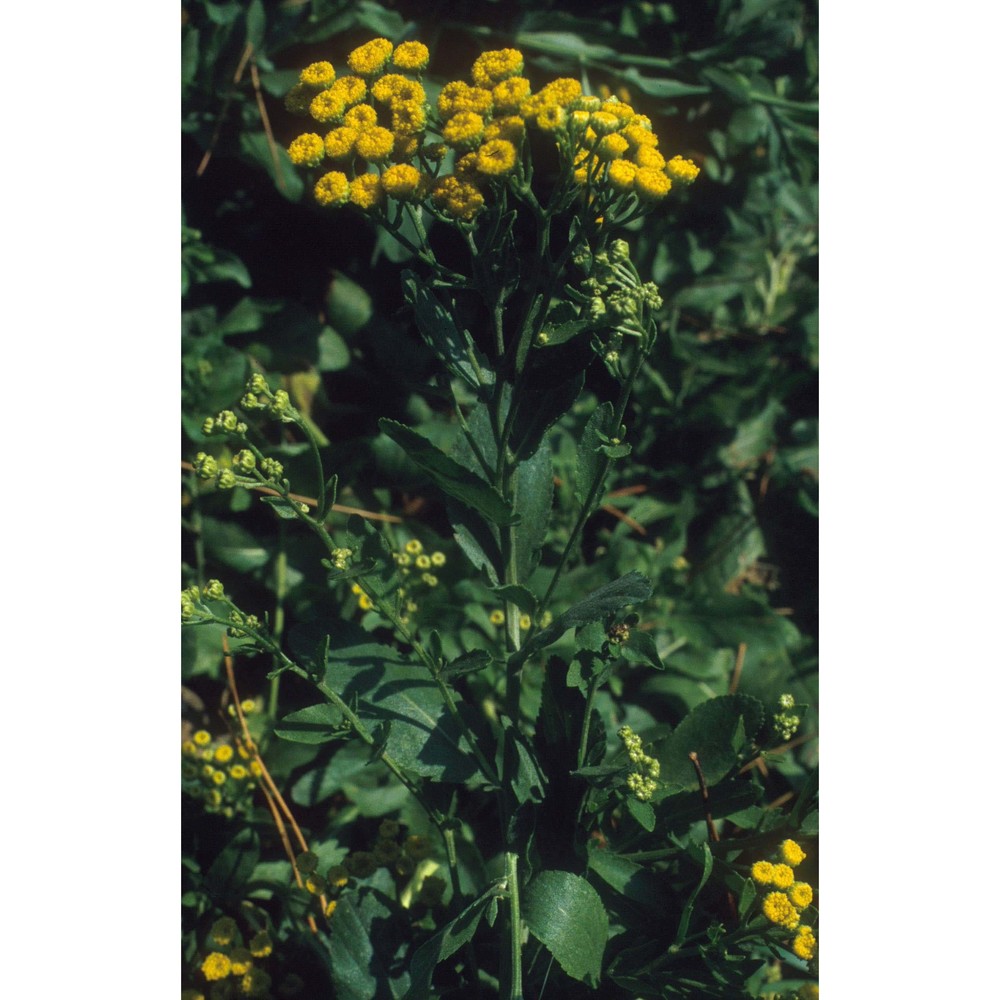 tanacetum balsamita l.