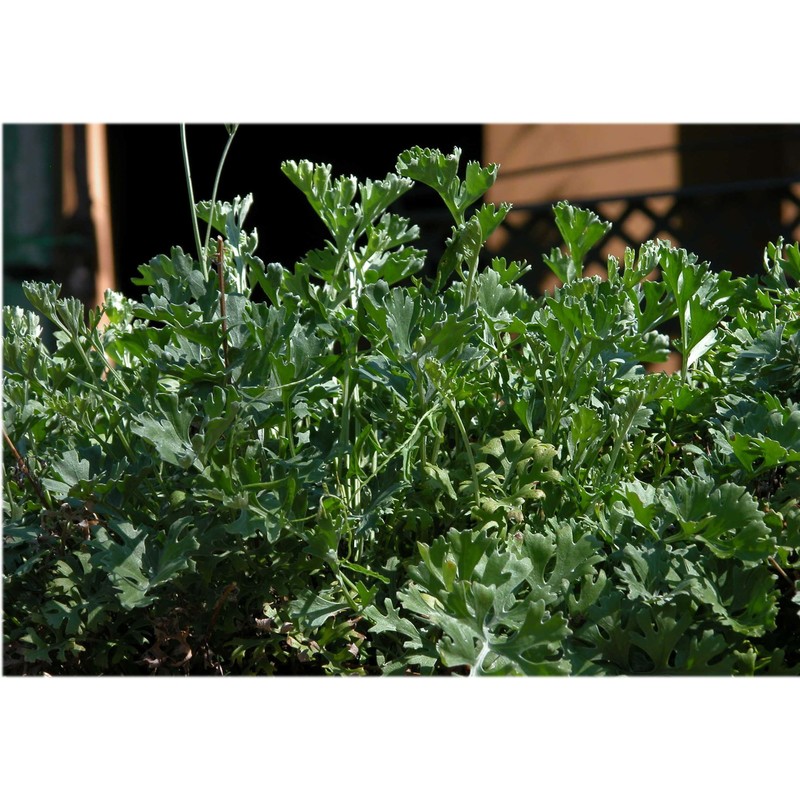 tanacetum cinerariifolium (trevir.) sch. bip.