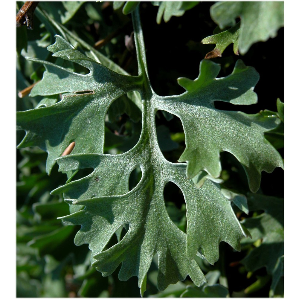 tanacetum cinerariifolium (trevir.) sch. bip.