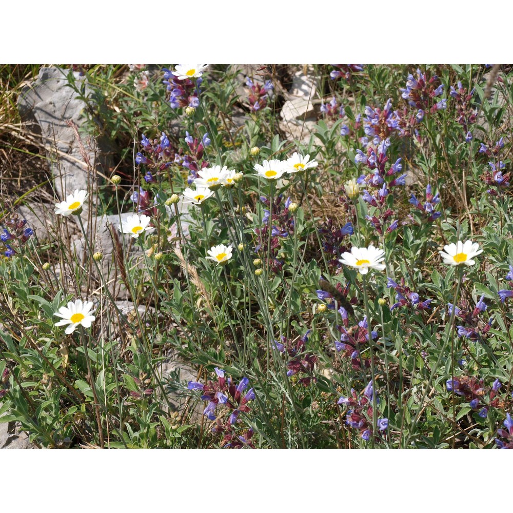 tanacetum cinerariifolium (trevir.) sch. bip.