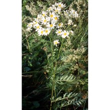 tanacetum corymbosum (l.) sch. bip.