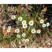 tanacetum corymbosum (l.) sch. bip.