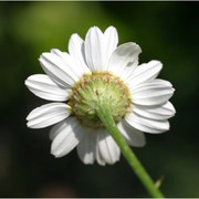 tanacetum corymbosum (l.) sch. bip.