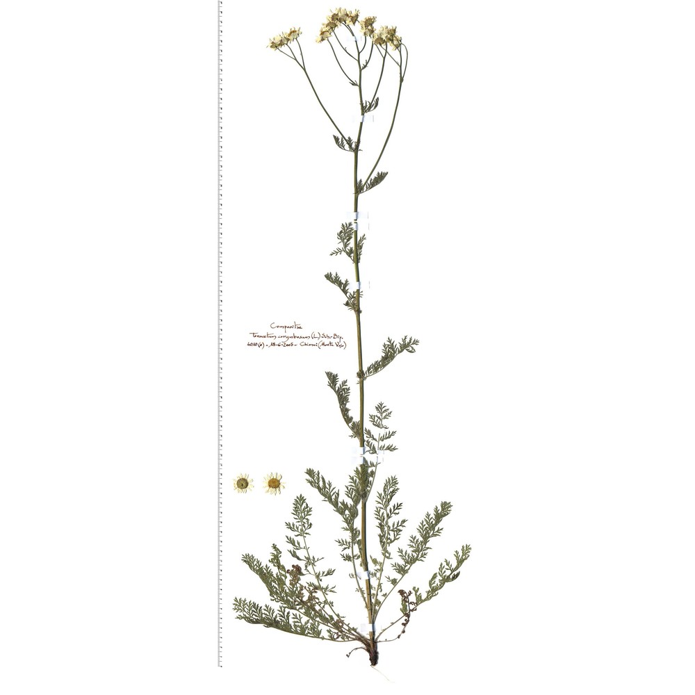 tanacetum corymbosum (l.) sch. bip.