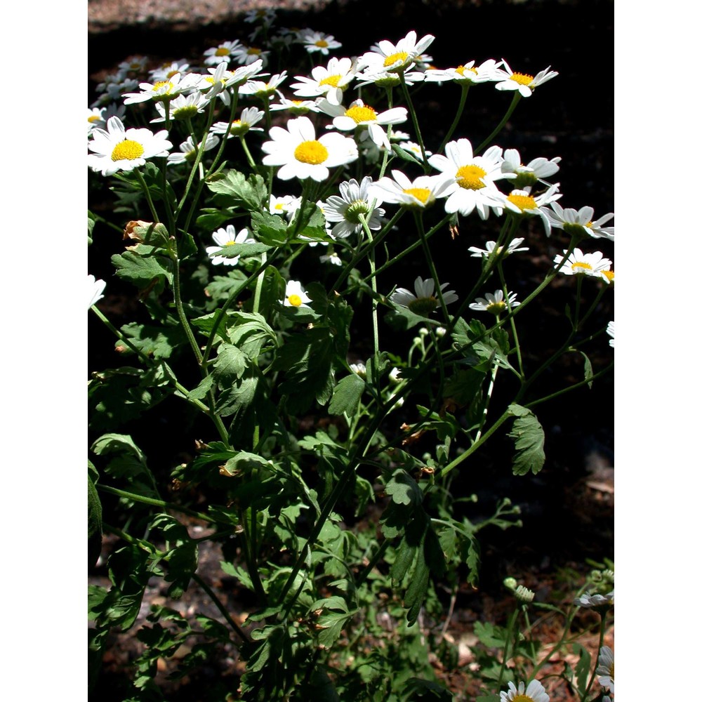 tanacetum parthenium (l.) sch. bip.