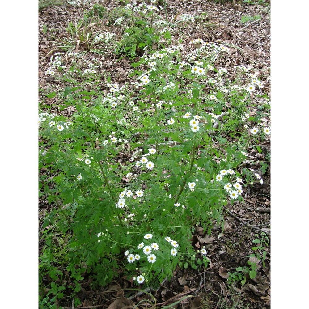 tanacetum parthenium (l.) sch. bip.