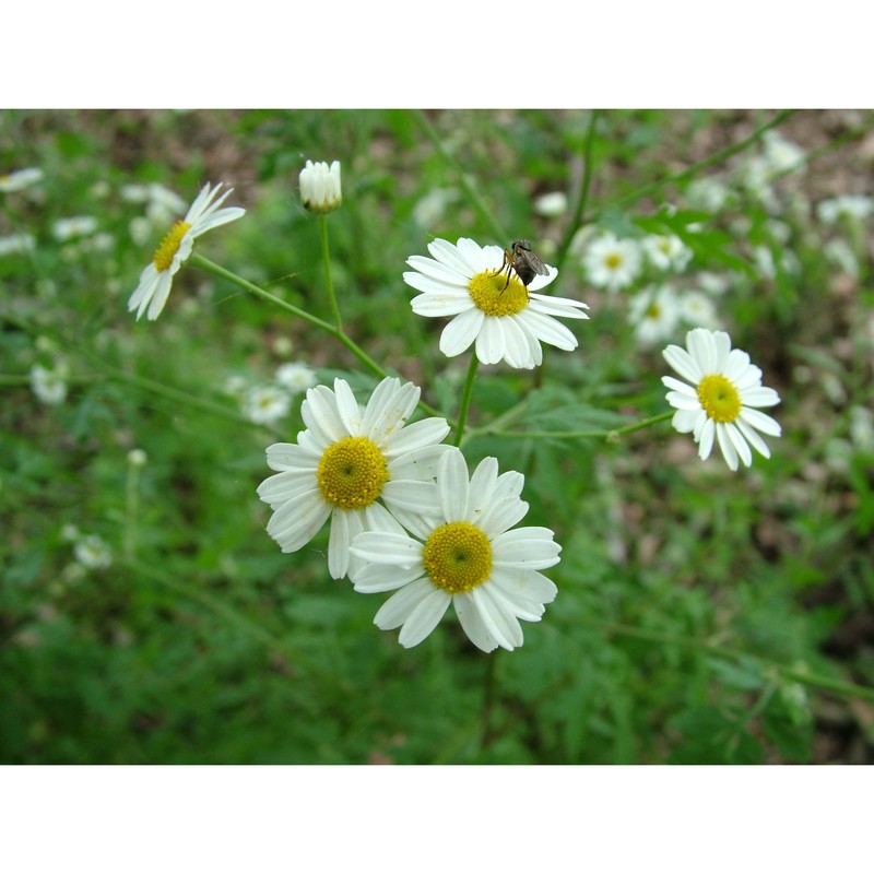 tanacetum parthenium (l.) sch. bip.