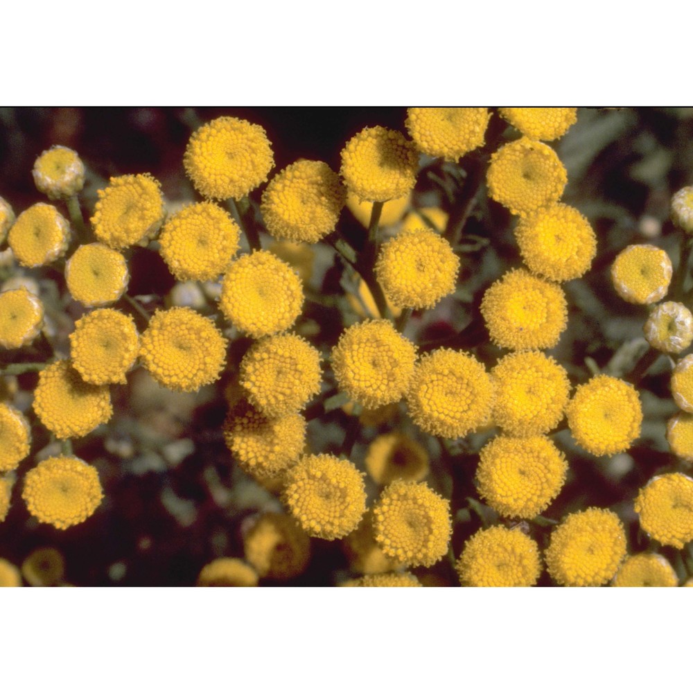 tanacetum vulgare l.