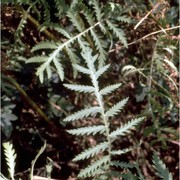 tanacetum vulgare l.