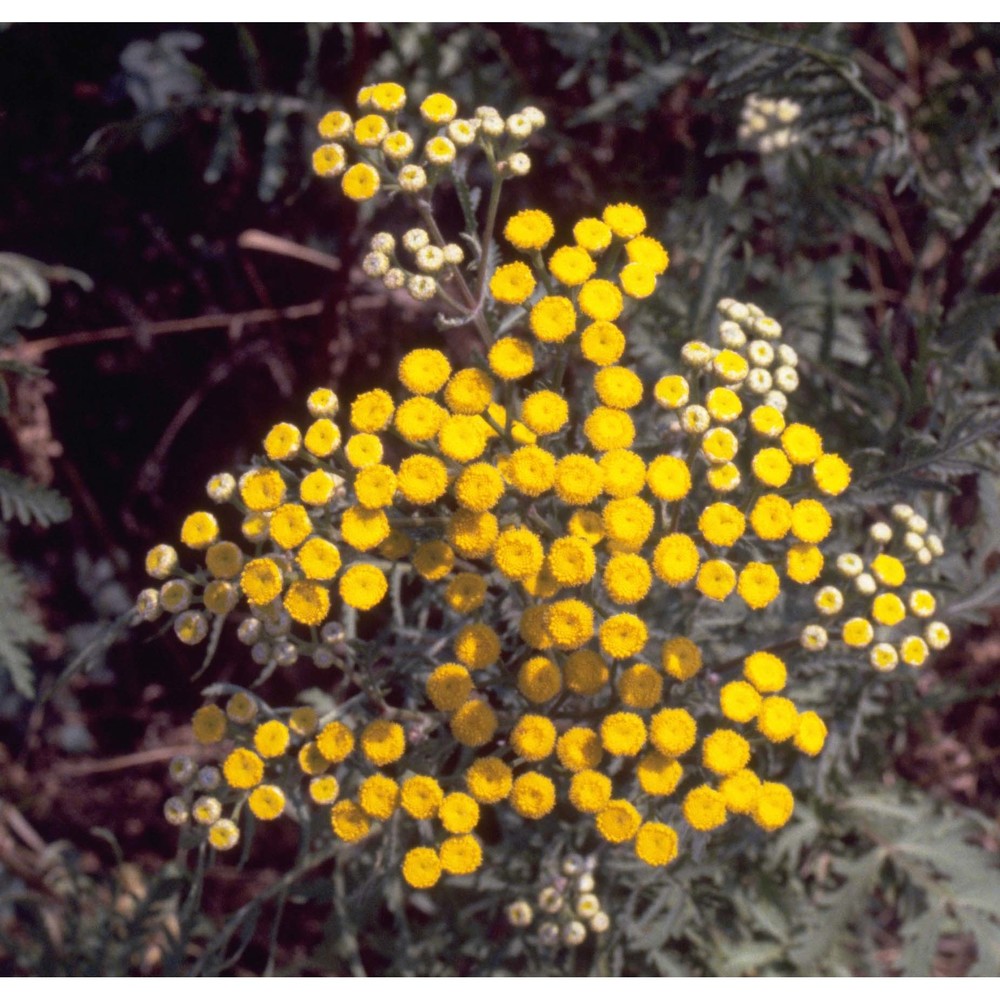 tanacetum vulgare l.