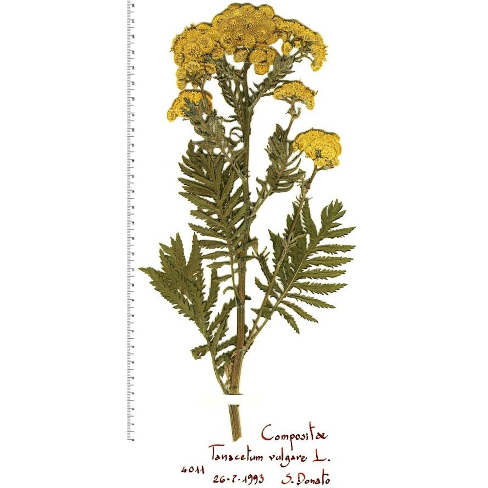 tanacetum vulgare l.