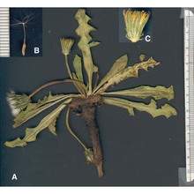 taraxacum aestivum soest