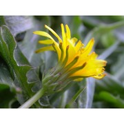 taraxacum alpestre