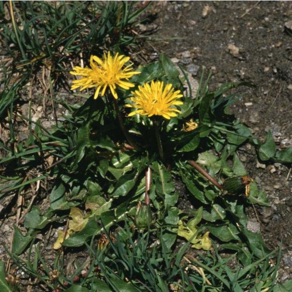 taraxacum alpinum [sect. alpina g. e. haglund]