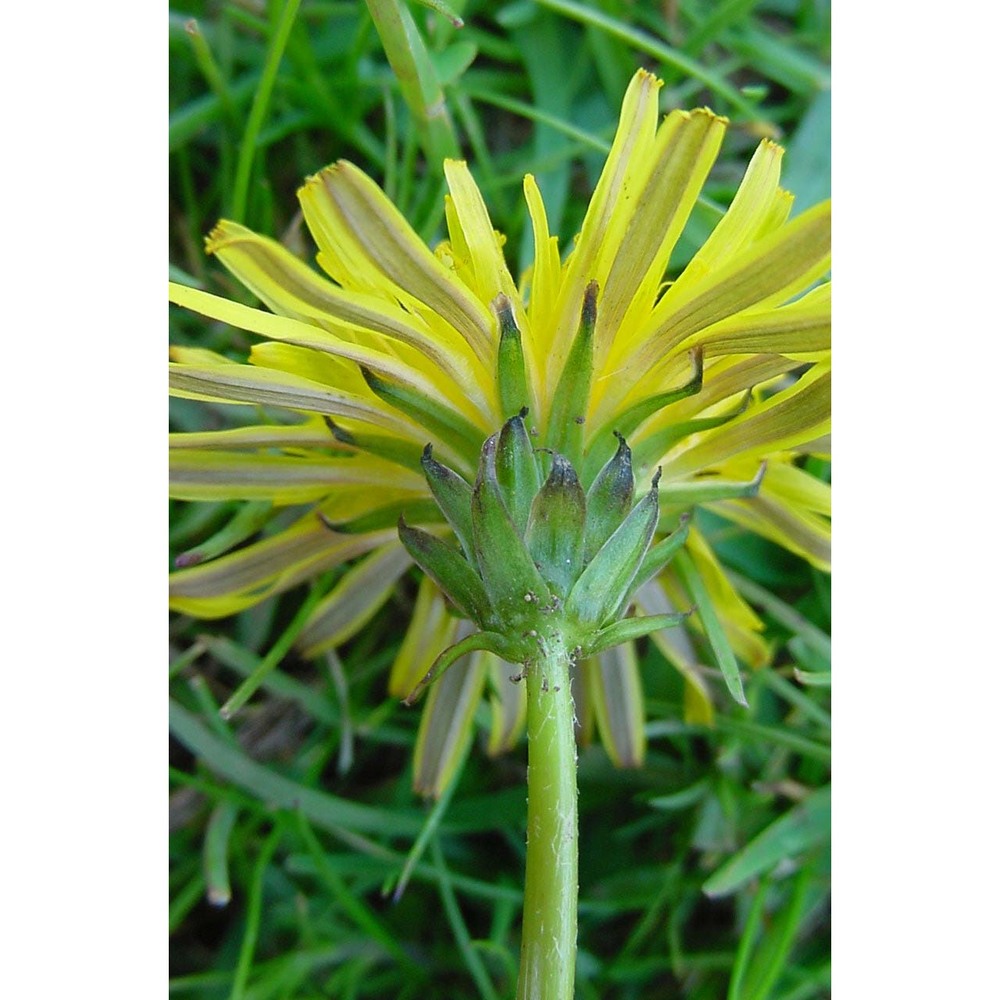 taraxacum apenninum (ten.) dc.