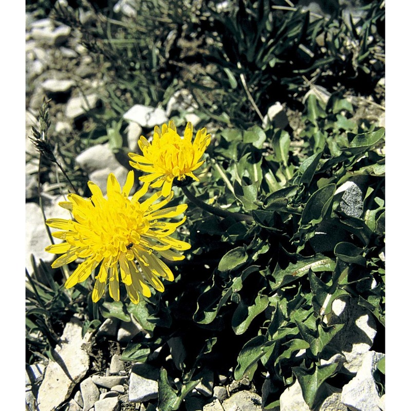 taraxacum apenninum (ten.) dc.