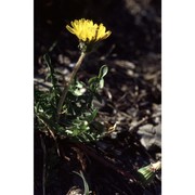 taraxacum aquilonare hand.-mazz.