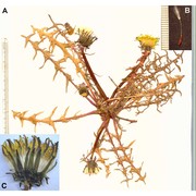 taraxacum calabricum aquaro, caparelli et peruzzi