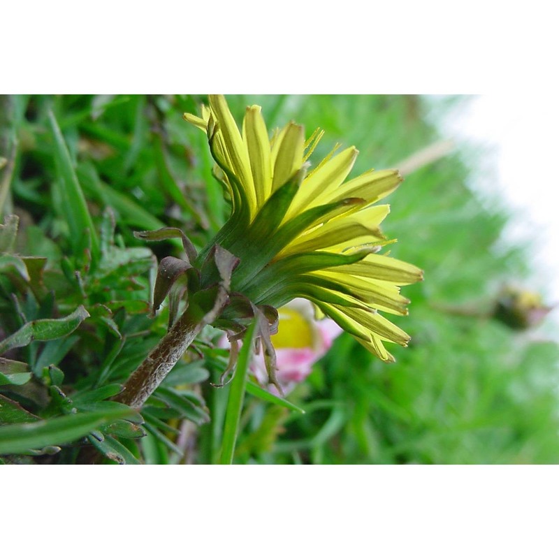 taraxacum calabricum aquaro, caparelli et peruzzi