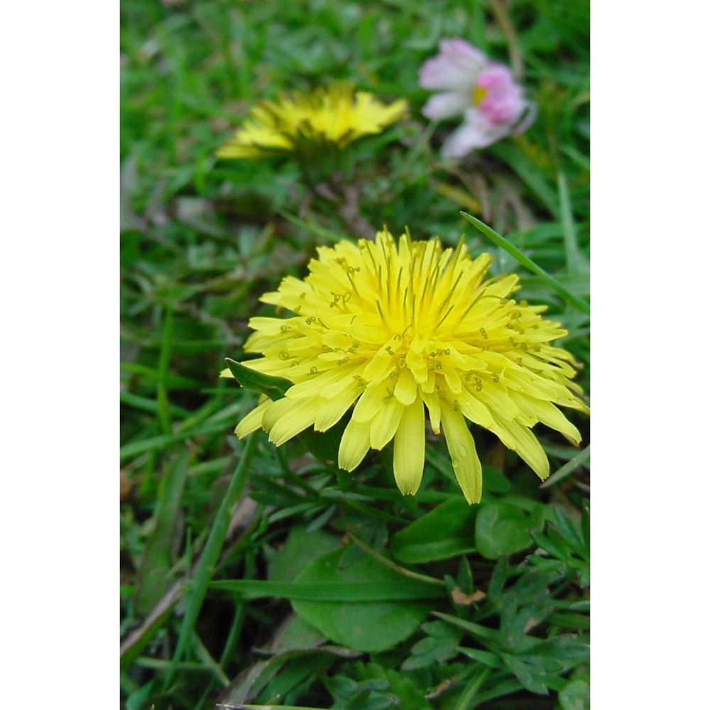 taraxacum calabricum aquaro, caparelli et peruzzi