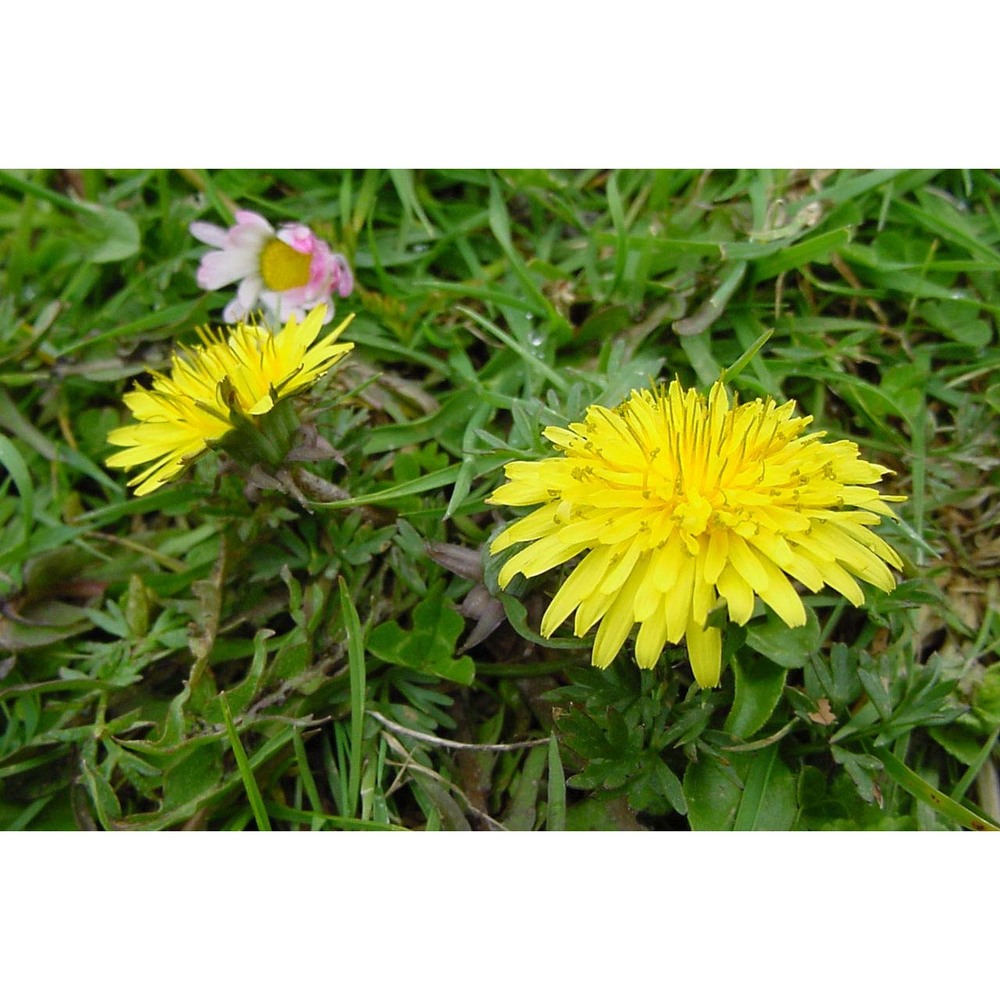 taraxacum calabricum aquaro, caparelli et peruzzi