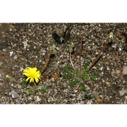 taraxacum caramanicae lojac.