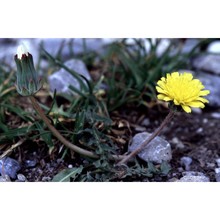 taraxacum carinthiacum soest