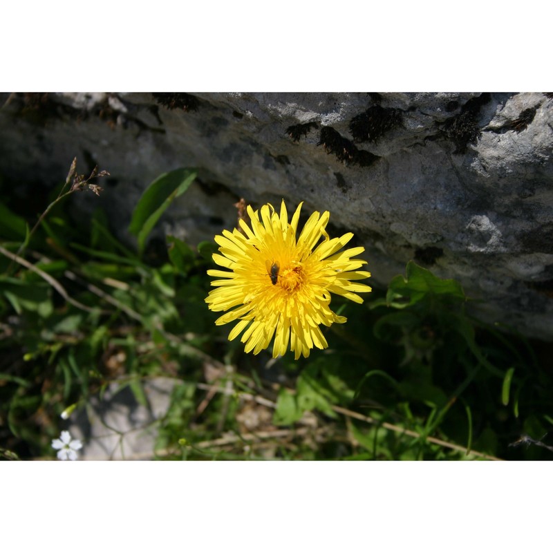 taraxacum carinthiacum soest