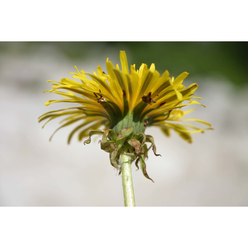 taraxacum carinthiacum soest