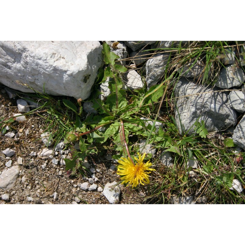 taraxacum carinthiacum soest