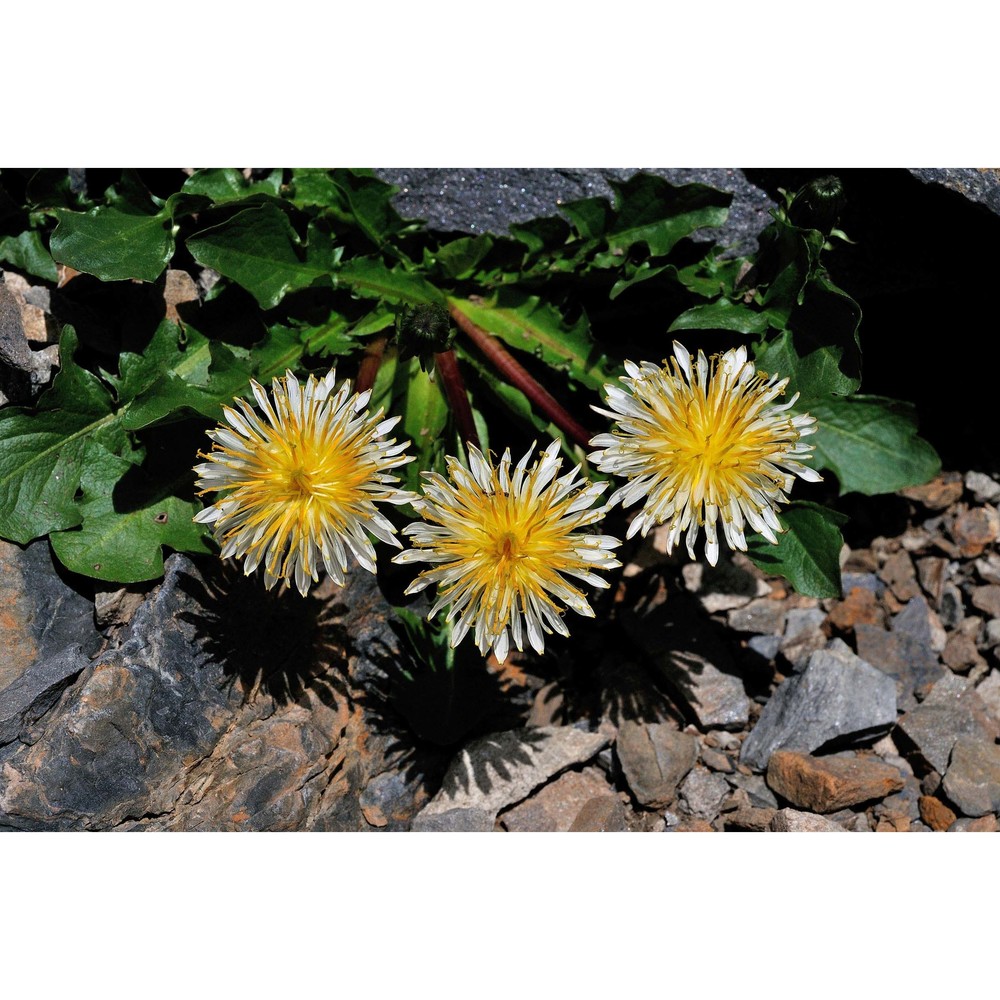 taraxacum cucullatum dahlst.