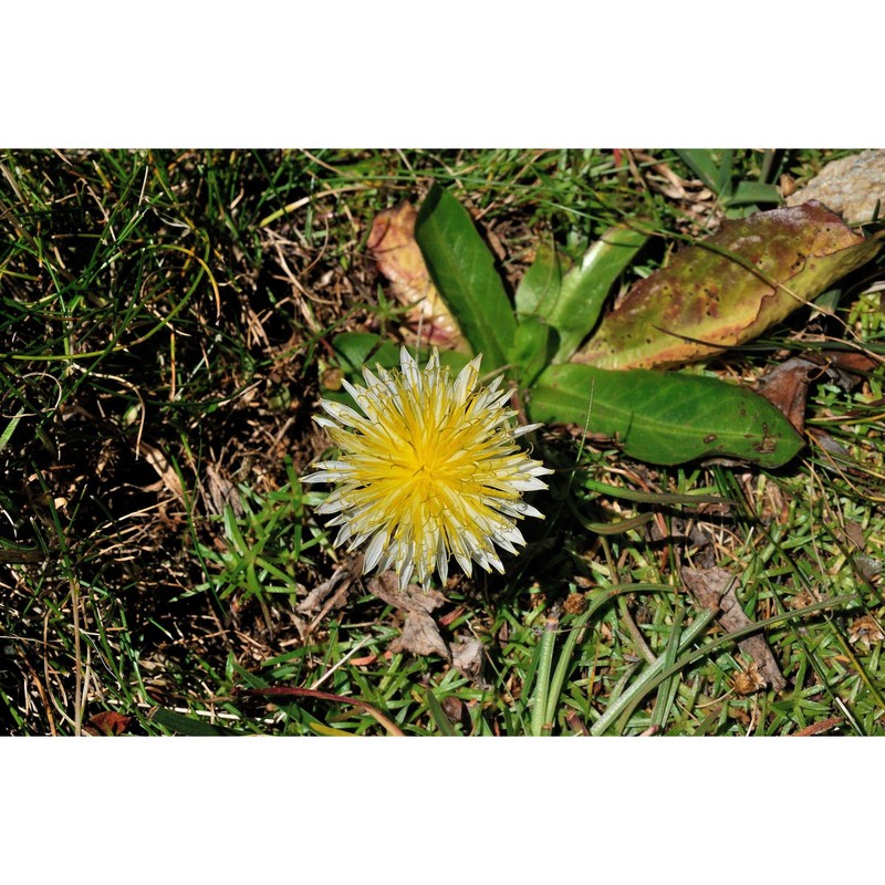 taraxacum cucullatum dahlst.